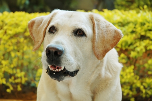 Profitable, Well Established Small Animal Veterinary Clinic Located in High Traffic Area