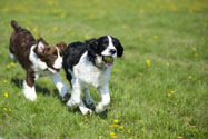 Established, Profitable, Veterinary Clinic/Boarding w/Exceptional Equipment & Facitilies For Sale