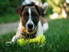 Pet Grooming, Pet Supply, Pet Self Wash