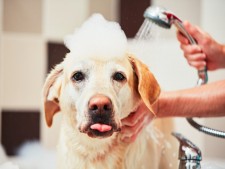 Self Serve Dog Wash and Grooming Services