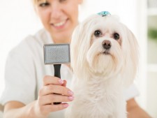 Mobile Pet Grooming