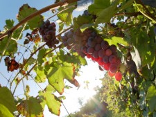 Award Winning Vineyard and Winery