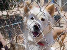 Pet Boarding & Kennel Service