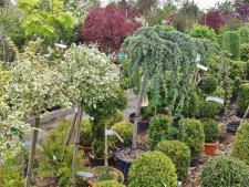 Profitable Tree & Plant Nursery (incls Real Estate)