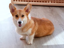 Upscale Pet Grooming Salon