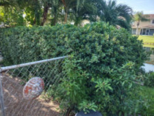 Landscaping Lawn Services