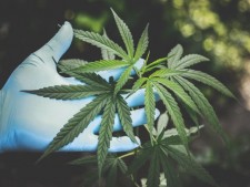 Medical Marijuana Dispensary