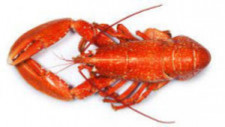 Live Lobster Storage & Seafood Processor 