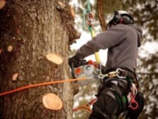Successful Tree Cutting  & Trimming Business 