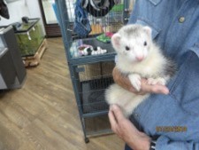 Pet Store, Pet Grooming, Residential Rental Property