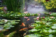 Pond Maintenance & Water Garden Co. – Miami-Dade