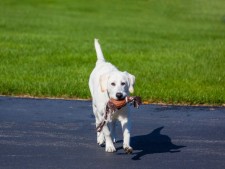 Long-Est. Boise Area Pet Boarding With Real Estate