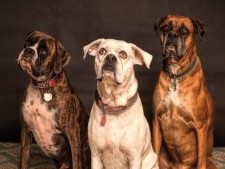 Dog Daycare and Boarding