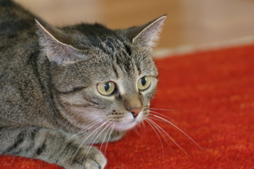 Cat Boarding Facility For Sale