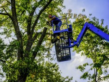 Tampa Bay Tree Service