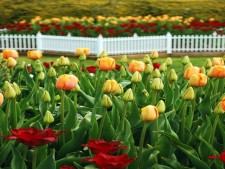 Profitable Commercial Landscaping Company in DFW