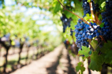 Est. Winery & Vineyard in Nova Scotia Wine Country