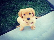 Reputable Dog Breeder/Kennel