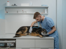 Vet Hospital in 2nd Most Pet-Friendly City in US