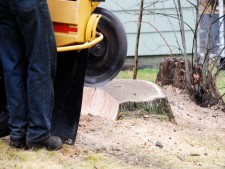 Olmsted County Tree Service for Sale